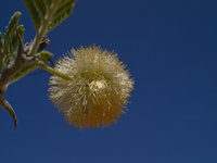 Previous